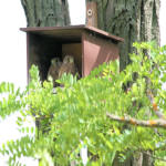 <b>Pustułka zwyczajna</b> lat: Falco tinnunculus en: Common kestrel de: Turmfalke <b>Pustułka zwyczajna</b> lat: Falco tinnunculus en: Common kestrel de: Turmfalke