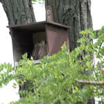 <b>Pustułka zwyczajna</b> lat: Falco tinnunculus en: Common kestrel de: Turmfalke <b>Pustułka zwyczajna</b> lat: Falco tinnunculus en: Common kestrel de: Turmfalke