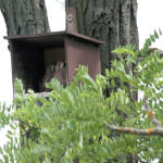 <b>Pustułka zwyczajna</b> lat: Falco tinnunculus en: Common kestrel de: Turmfalke <b>Pustułka zwyczajna</b> lat: Falco tinnunculus en: Common kestrel de: Turmfalke