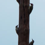 <b>Dzięcioł zielony</b> lat: Picus viridis en: European green woodpecker de: Grünspecht <b>Dzięcioł zielony</b> lat: Picus viridis en: European green woodpecker de: Grünspecht