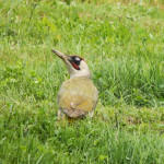 <b>Dzięcioł zielony</b> lat: Picus viridis en: European green woodpecker de: Grünspecht <b>Dzięcioł zielony</b> lat: Picus viridis en: European green woodpecker de: Grünspecht