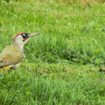 <b>Dzięcioł zielony</b> lat: Picus viridis en: European green woodpecker de: Grünspecht <b>Dzięcioł zielony</b> lat: Picus viridis en: European green woodpecker de: Grünspecht